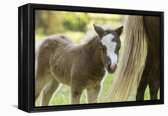 Miniature horse filly with mom, mare,-Maresa Pryor-Framed Premier Image Canvas