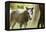 Miniature horse filly with mom, mare,-Maresa Pryor-Framed Premier Image Canvas