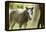 Miniature horse filly with mom, mare,-Maresa Pryor-Framed Premier Image Canvas