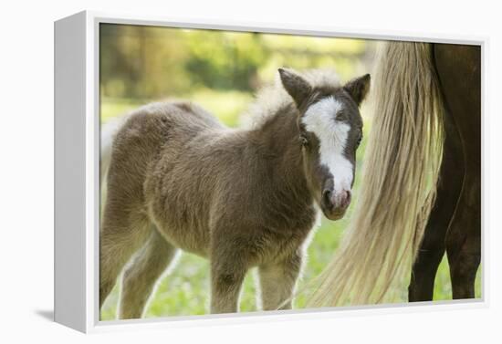 Miniature horse filly with mom, mare,-Maresa Pryor-Framed Premier Image Canvas
