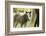 Miniature horse filly with mom, mare,-Maresa Pryor-Framed Photographic Print