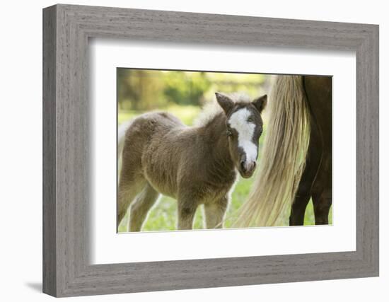 Miniature horse filly with mom, mare,-Maresa Pryor-Framed Photographic Print