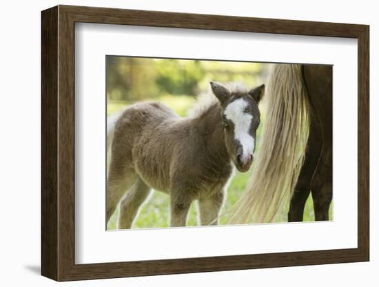 Miniature horse filly with mom, mare,-Maresa Pryor-Framed Photographic Print