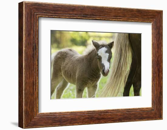 Miniature horse filly with mom, mare,-Maresa Pryor-Framed Photographic Print