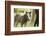 Miniature horse filly with mom, mare,-Maresa Pryor-Framed Photographic Print