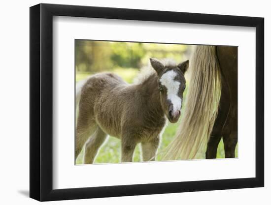 Miniature horse filly with mom, mare,-Maresa Pryor-Framed Photographic Print