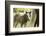 Miniature horse filly with mom, mare,-Maresa Pryor-Framed Photographic Print