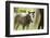 Miniature horse filly with mom, mare,-Maresa Pryor-Framed Photographic Print