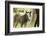 Miniature horse filly with mom, mare,-Maresa Pryor-Framed Photographic Print