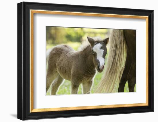 Miniature horse filly with mom, mare,-Maresa Pryor-Framed Photographic Print