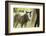 Miniature horse filly with mom, mare,-Maresa Pryor-Framed Photographic Print