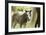 Miniature horse filly with mom, mare,-Maresa Pryor-Framed Premium Photographic Print
