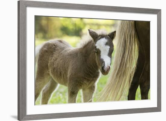 Miniature horse filly with mom, mare,-Maresa Pryor-Framed Premium Photographic Print