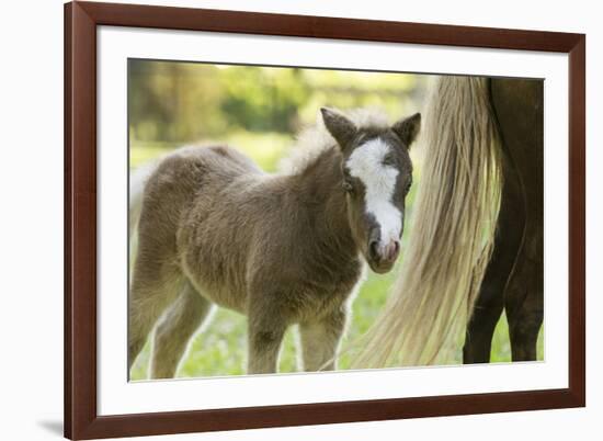 Miniature horse filly with mom, mare,-Maresa Pryor-Framed Premium Photographic Print