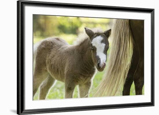 Miniature horse filly with mom, mare,-Maresa Pryor-Framed Premium Photographic Print