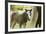 Miniature horse filly with mom, mare,-Maresa Pryor-Framed Premium Photographic Print