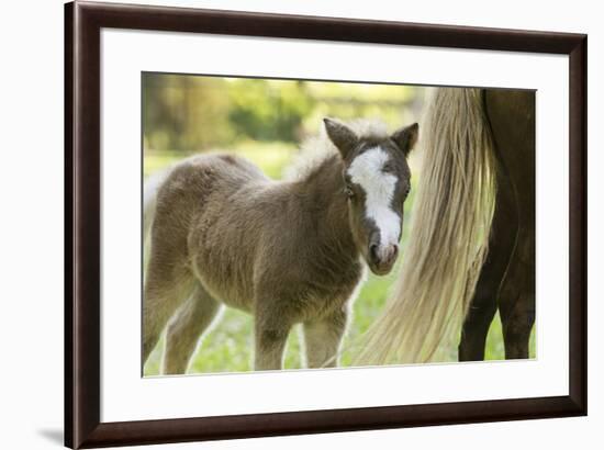 Miniature horse filly with mom, mare,-Maresa Pryor-Framed Premium Photographic Print