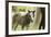 Miniature horse filly with mom, mare,-Maresa Pryor-Framed Premium Photographic Print