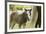 Miniature horse filly with mom, mare,-Maresa Pryor-Framed Premium Photographic Print