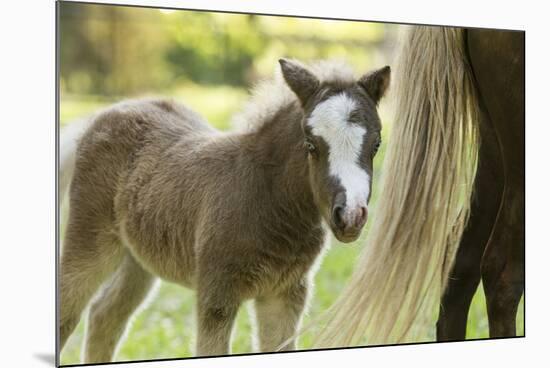 Miniature horse filly with mom, mare,-Maresa Pryor-Mounted Premium Photographic Print