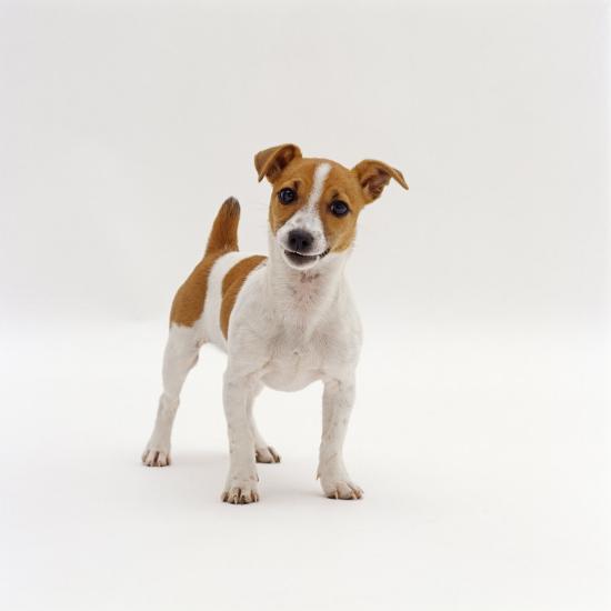 Miniature Jack Russell Terrier Bitch Puppy 20 Weeks Old