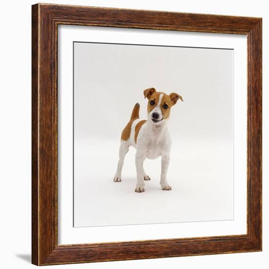 Miniature Jack Russell Terrier Bitch Puppy, 20 Weeks Old-Jane Burton-Framed Photographic Print