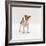 Miniature Jack Russell Terrier Bitch Puppy, 20 Weeks Old-Jane Burton-Framed Photographic Print