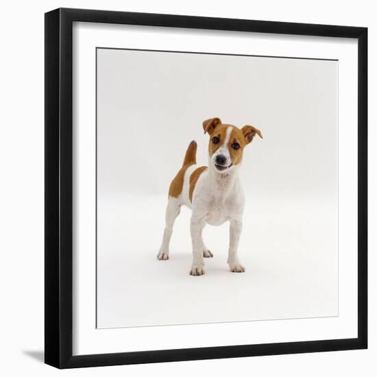 Miniature Jack Russell Terrier Bitch Puppy, 20 Weeks Old-Jane Burton-Framed Photographic Print