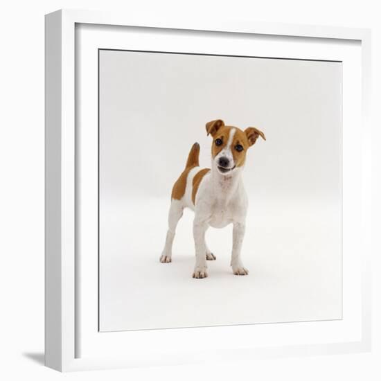 Miniature Jack Russell Terrier Bitch Puppy, 20 Weeks Old-Jane Burton-Framed Photographic Print