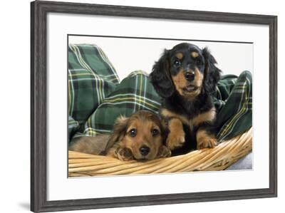 Miniature Long Haired Dachshund Dog Puppies In Basket Photographic