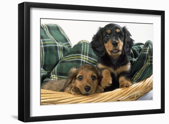 Miniature Long-Haired Dachshund Dog Puppies in Basket-null-Framed Photographic Print
