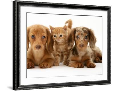 Dachshund and kitten 2025