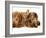 Miniature Long-Haired Dachshund Puppies with British Shorthair Red Tabby Kitten-Jane Burton-Framed Photographic Print