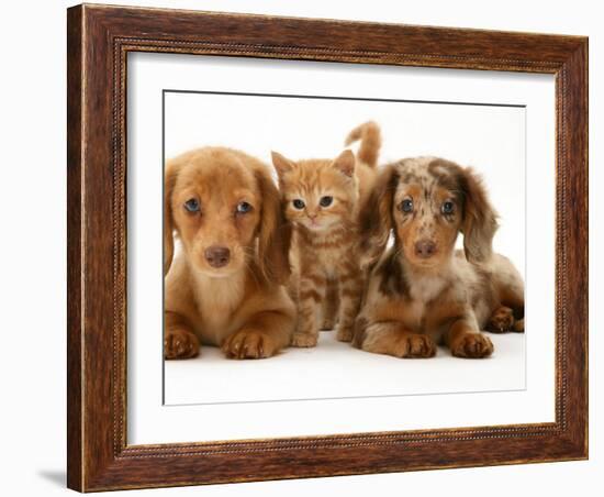Miniature Long-Haired Dachshund Puppies with British Shorthair Red Tabby Kitten-Jane Burton-Framed Photographic Print