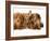 Miniature Long-Haired Dachshund Puppies with British Shorthair Red Tabby Kitten-Jane Burton-Framed Photographic Print