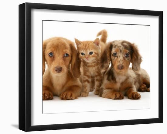 Miniature Long-Haired Dachshund Puppies with British Shorthair Red Tabby Kitten-Jane Burton-Framed Photographic Print