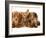 Miniature Long-Haired Dachshund Puppies with British Shorthair Red Tabby Kitten-Jane Burton-Framed Photographic Print