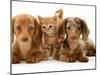 Miniature Long-Haired Dachshund Puppies with British Shorthair Red Tabby Kitten-Jane Burton-Mounted Photographic Print