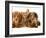 Miniature Long-Haired Dachshund Puppies with British Shorthair Red Tabby Kitten-Jane Burton-Framed Photographic Print