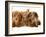 Miniature Long-Haired Dachshund Puppies with British Shorthair Red Tabby Kitten-Jane Burton-Framed Photographic Print