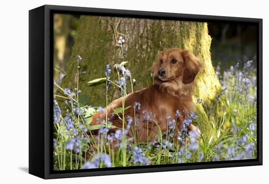 Miniature Long Haired Dachshund Sitting in Bluebells-null-Framed Premier Image Canvas