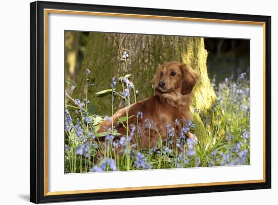 Miniature Long Haired Dachshund Sitting in Bluebells-null-Framed Photographic Print