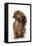 Miniature Long-Haired Dachshund-null-Framed Premier Image Canvas