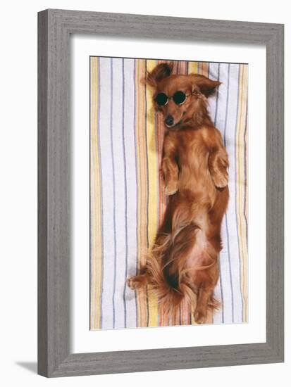 Miniature Long-Haired Dachshund-null-Framed Photographic Print