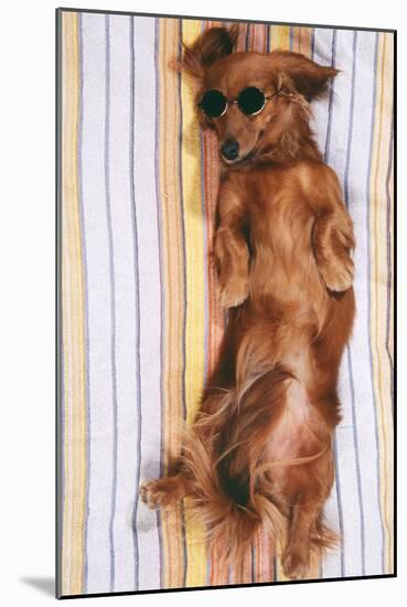 Miniature Long-Haired Dachshund-null-Mounted Photographic Print