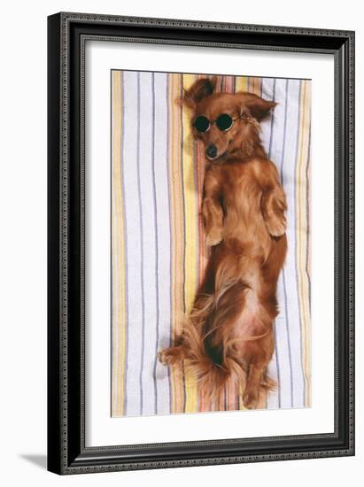 Miniature Long-Haired Dachshund-null-Framed Photographic Print