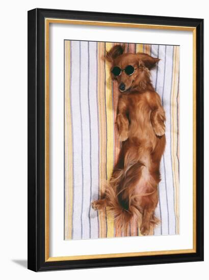 Miniature Long-Haired Dachshund-null-Framed Photographic Print