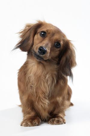 Miniature long clearance haired dachshund