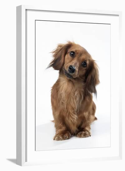 Miniature Long-Haired Dachshund-null-Framed Photographic Print