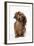 Miniature Long-Haired Dachshund-null-Framed Photographic Print